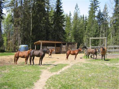 Bear Corner Adventures Bed & Bale Golden Exterior photo